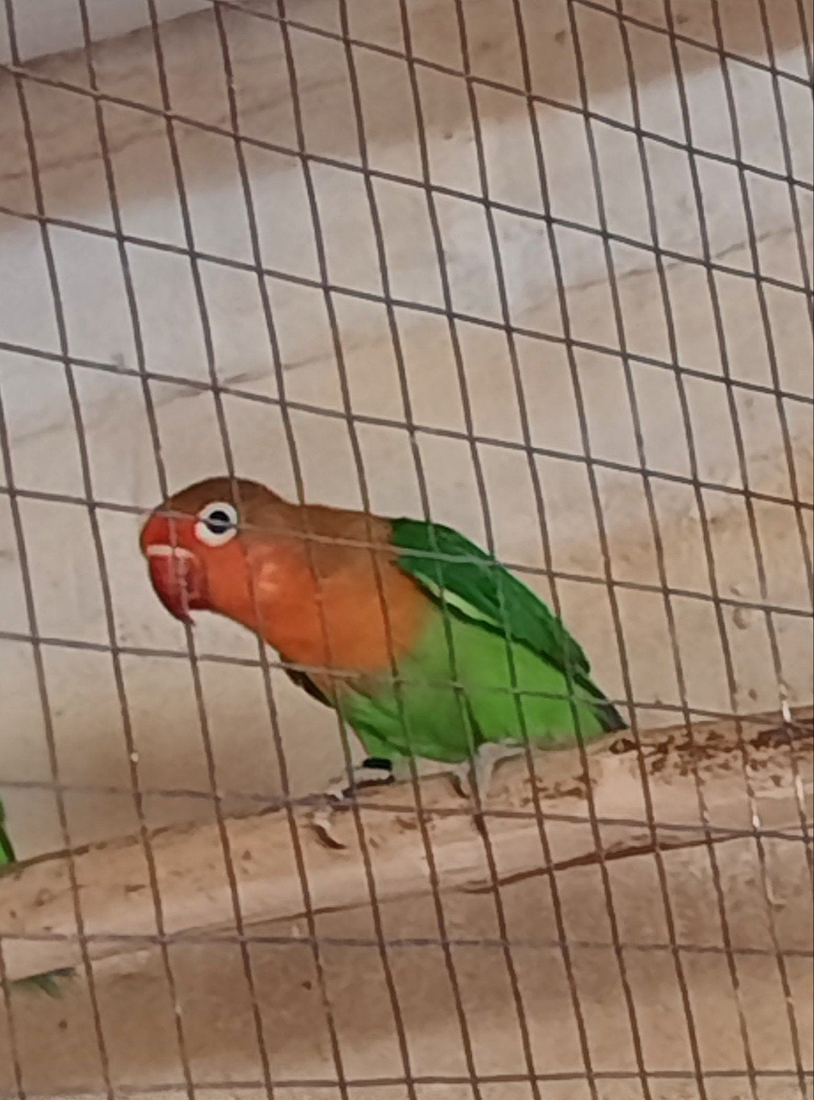 Fischeri.s Wildkleur en Blauw zelfstandige jongen., Dieren en Toebehoren, Vogels | Parkieten en Papegaaien, Meerdere dieren, Dwergpapegaai of Agapornis
