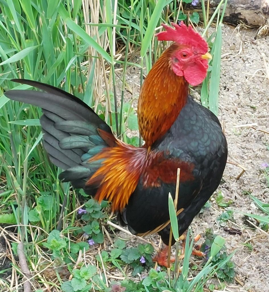Lief Serama haantje, 1,5 jaar, Dieren en Toebehoren, Pluimvee, Mannelijk, Kip
