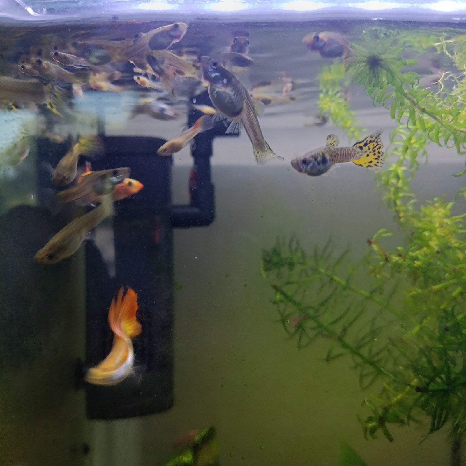 guppies, Dieren en Toebehoren, Vissen | Aquariumvissen