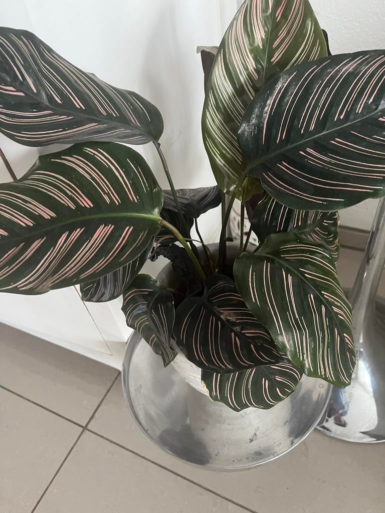 Mooie plant in pot, Ophalen of Verzenden, In pot, Halfschaduw, Minder dan 100 cm