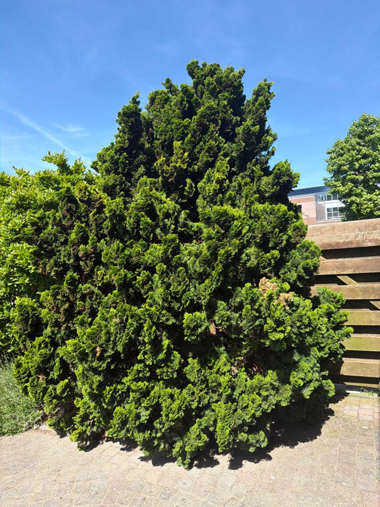 Grote Thuja / Schijncipres – ca. 30-50 jaar oud. Zelf rooien, Tuin en Terras, Planten | Bomen, Bloeit niet, Overige soorten, 250 tot 400 cm