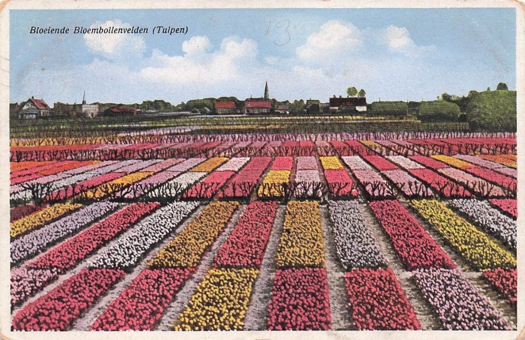 703-453-043 Bloeiende Bloembollenvelden (Tulpen), Verzenden, Voor 1920, Noord-Holland