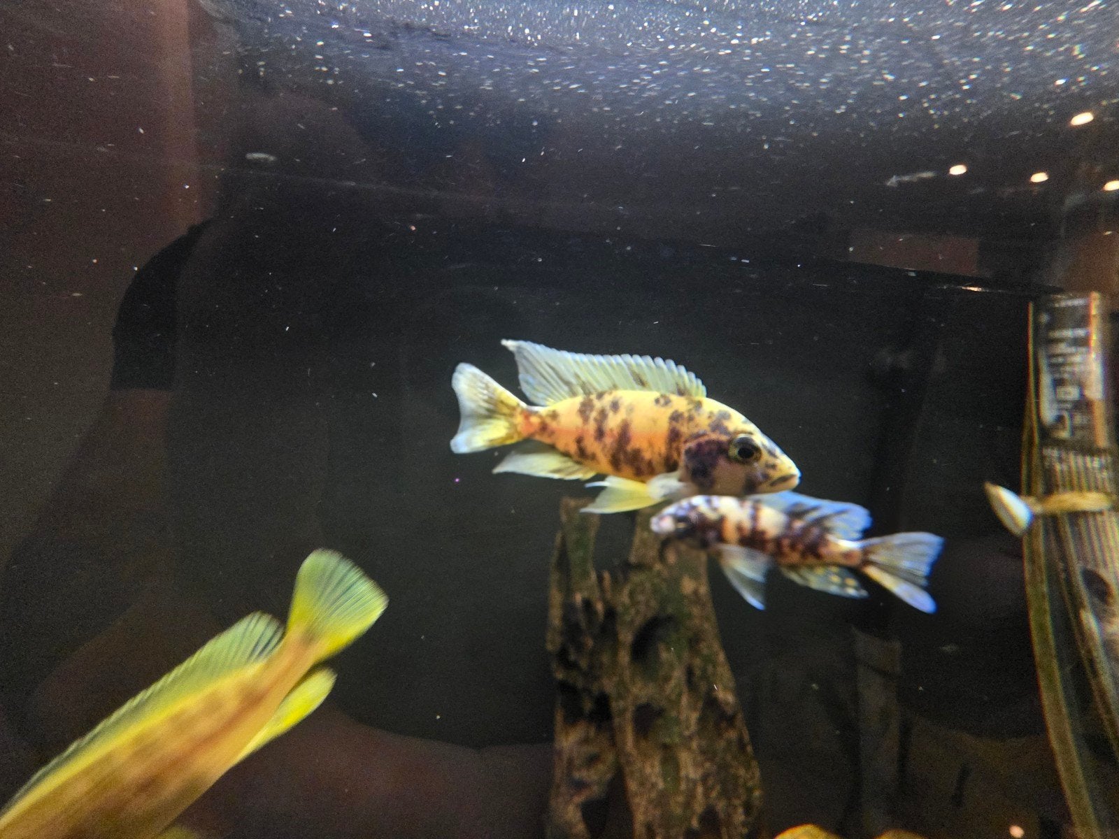 Malawi multicolour