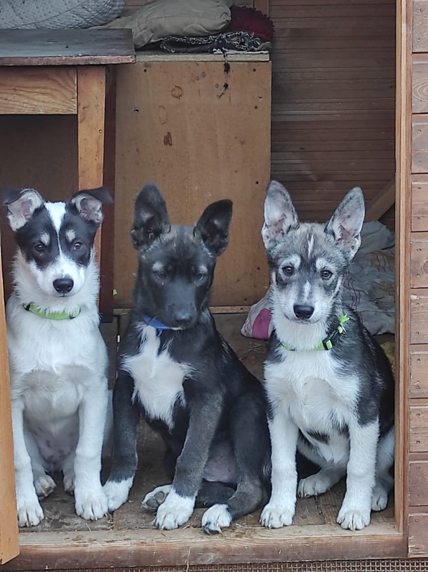 Adoptie honden asielhond herplaatser, Handelaar, 1 tot 2 jaar, Buitenland, Poolhond