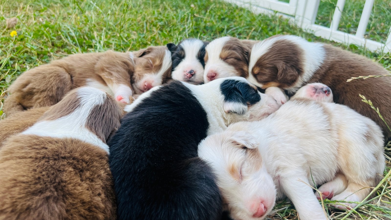 Prachtige Australische Herder puppy’s te koop, Dieren en Toebehoren, Honden | Herdershonden en Veedrijvers, Overige rassen, 8 tot 15 weken