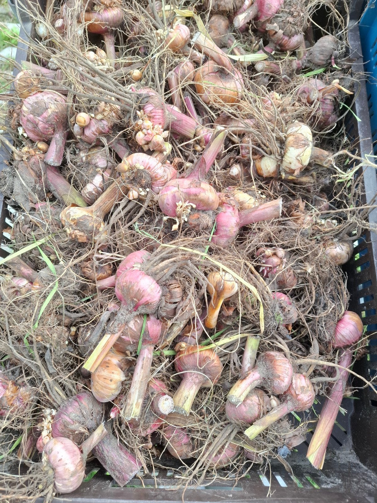 Gladiolen bollen - Diverse kleuren en maten, Ophalen of Verzenden, Voorjaar, Volle zon, Bloembol
