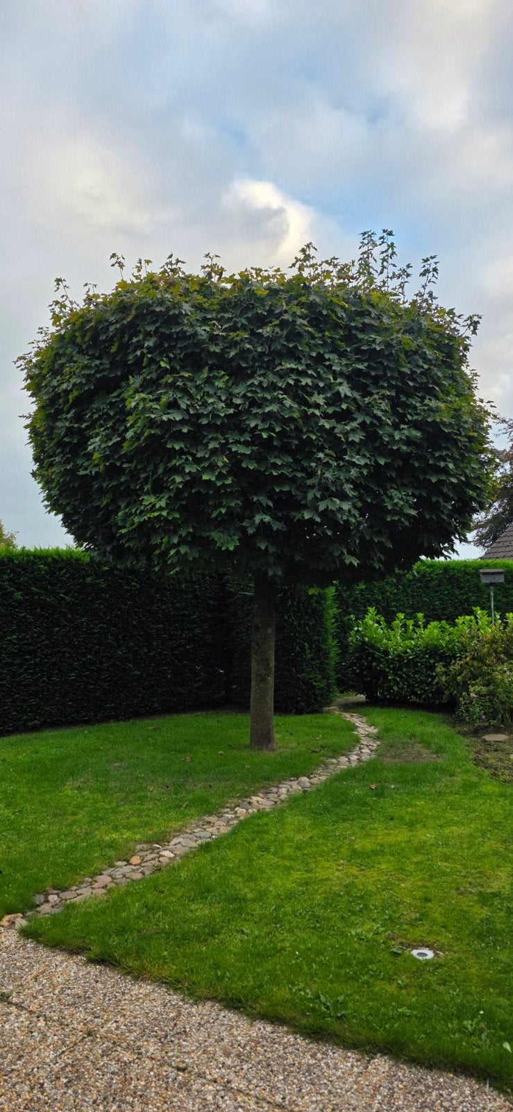 Esdoorn, Ophalen, 400 cm of meer