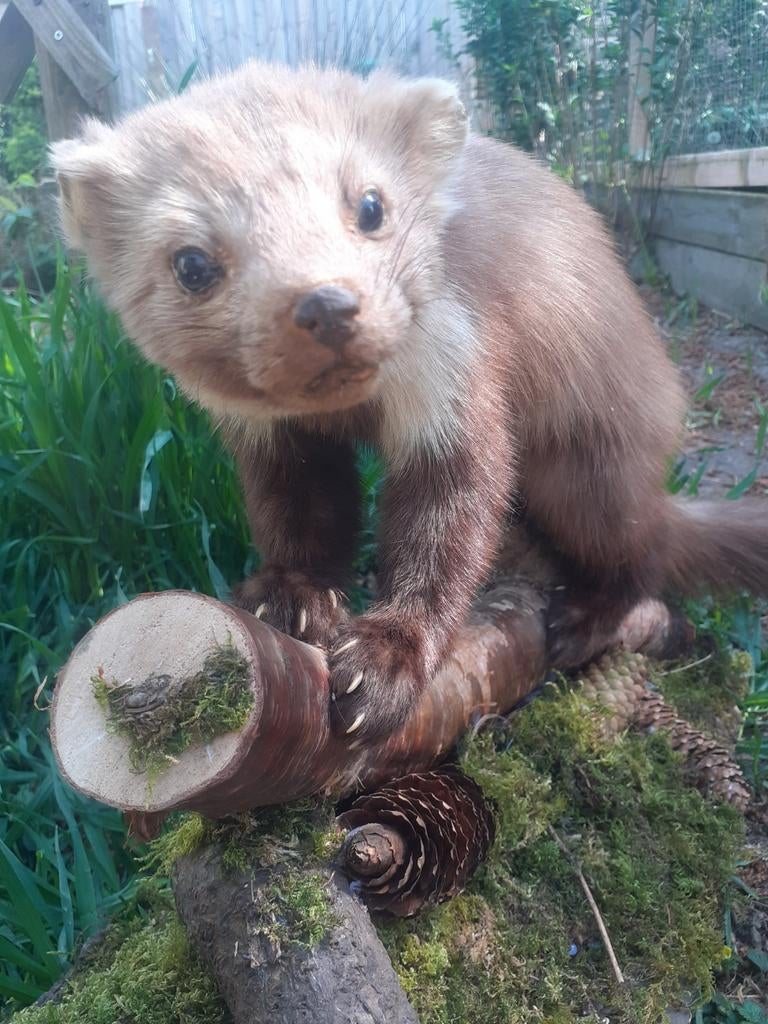 Luxe Taxidermie – Steenmarter met Volle Vacht op Bosdecor, Verzamelen, Ophalen of Verzenden, Zo goed als nieuw, Wild dier, Opgezet dier