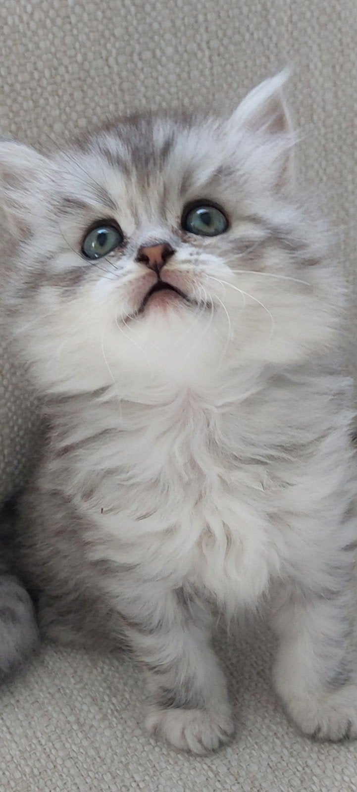 lief nestje half Main Coon half Perzische kittens, Meerdere dieren, Ontwormd