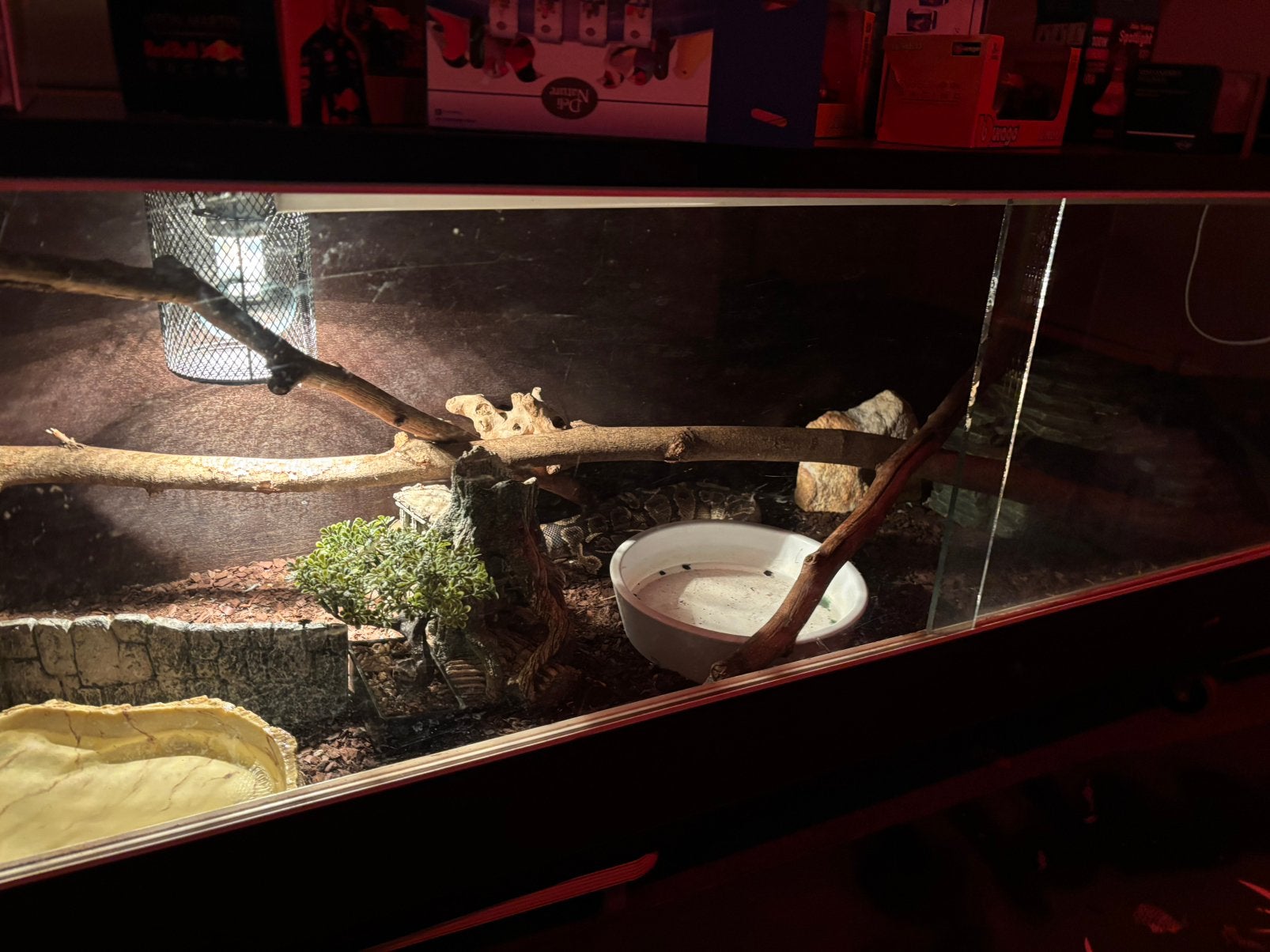 Konings python Ball Python photo 10