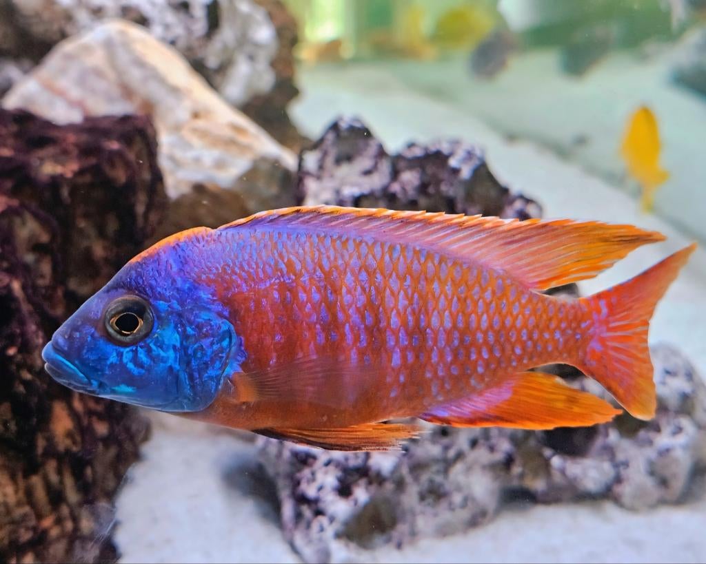Top Aulonocara Red Ruby koppel (jong), Dieren en Toebehoren, Vissen | Aquariumvissen, Vis