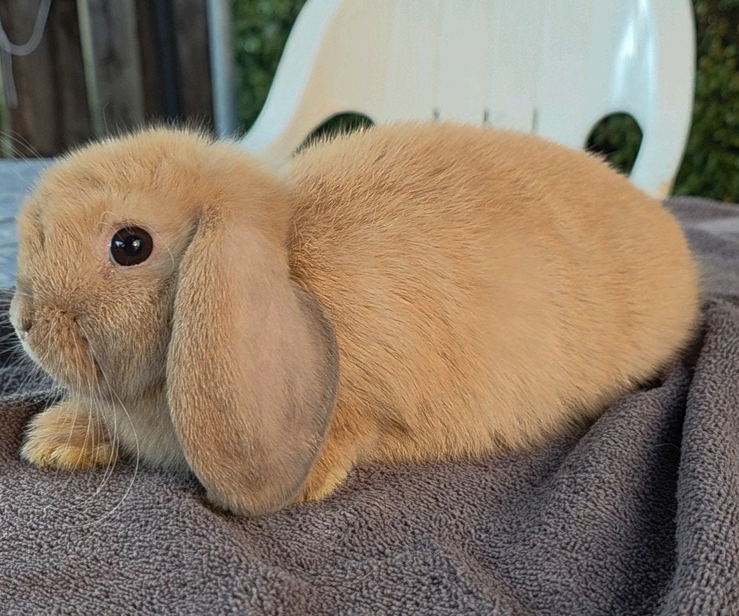 Minilop, Dieren en Toebehoren, Meerdere dieren, Dwerg, Hangoor, 0 tot 2 jaar