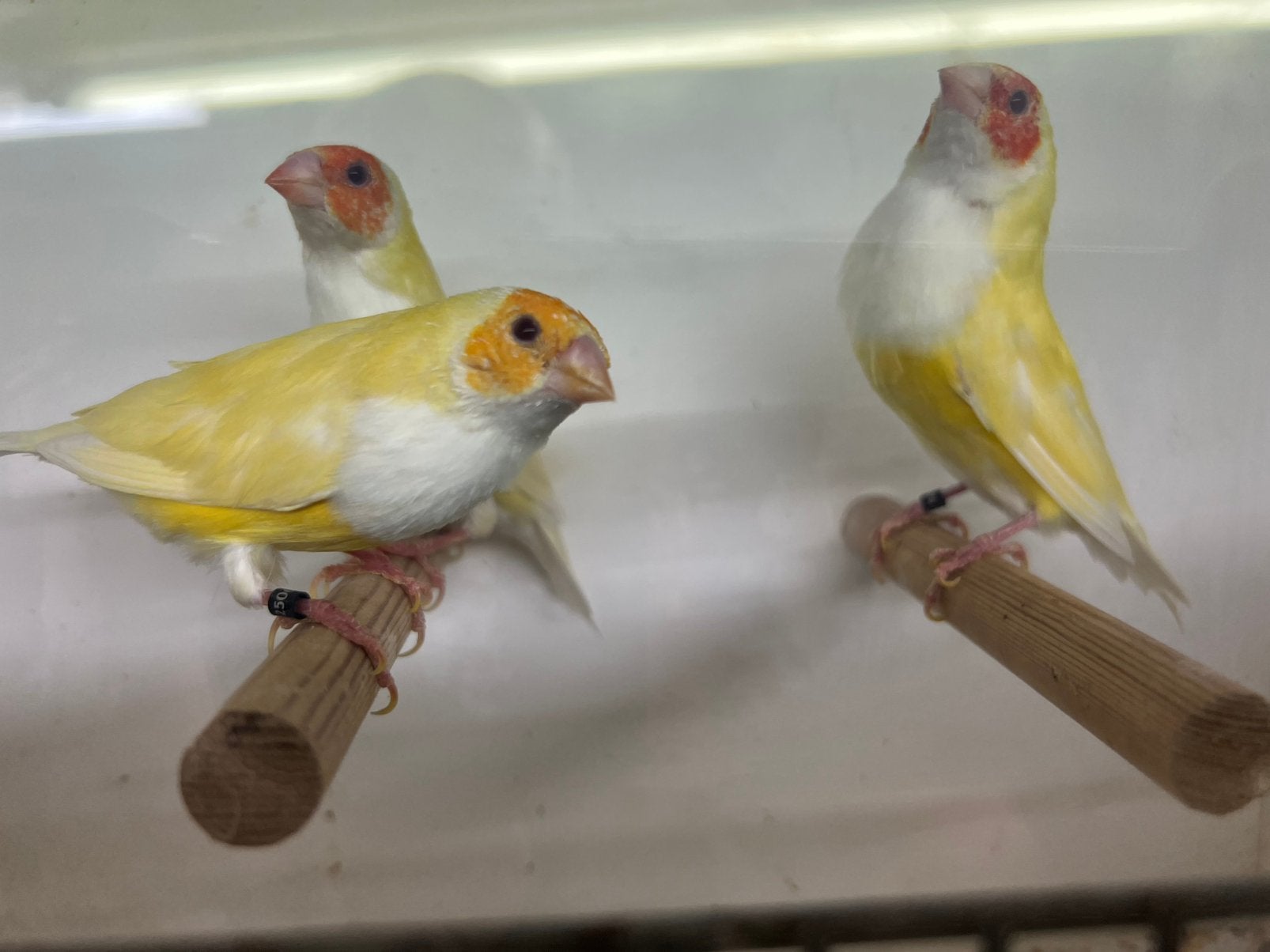Lutino Gould poppen, Dieren en Toebehoren, Vrouwelijk