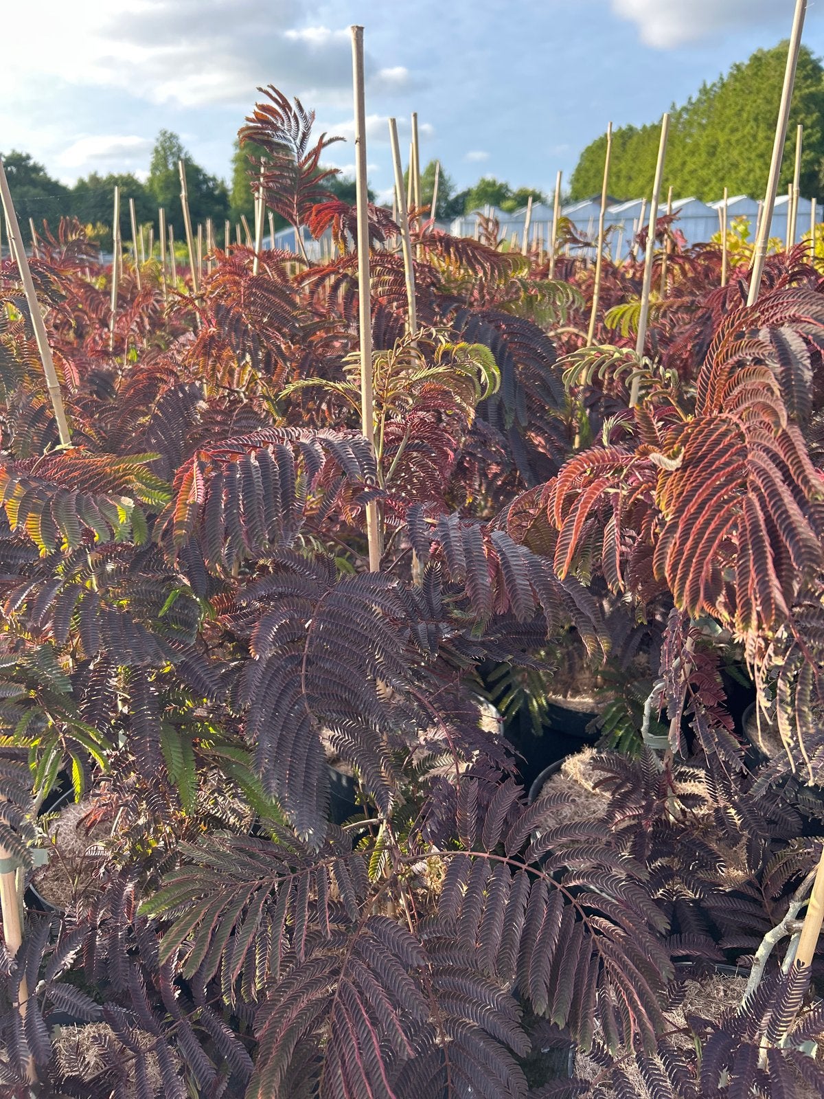 Albizia Chocolate Fountain in 7,5 liter pot, Volle zon, Vaste plant, Zomer, Ophalen