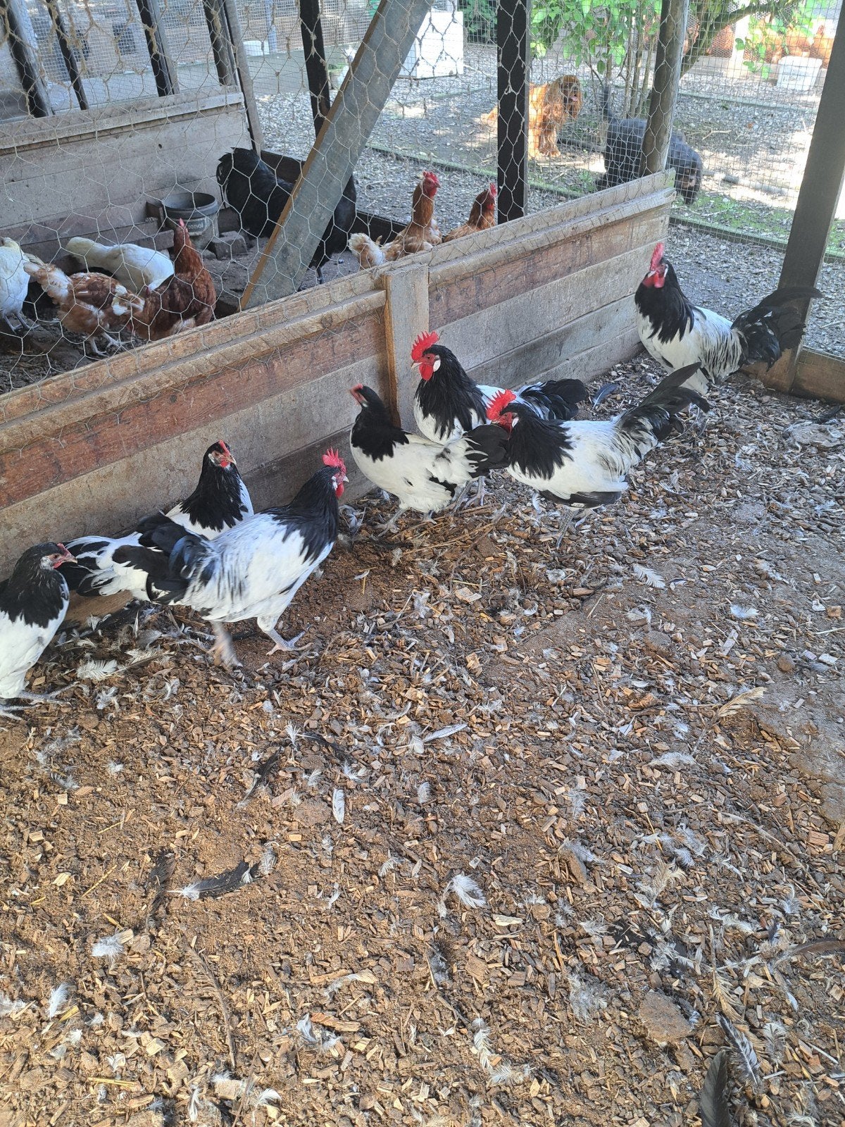 diverse soorten ras kippen, Leghennen,  zie advertentie., Dieren en Toebehoren, Meerdere dieren, Kip