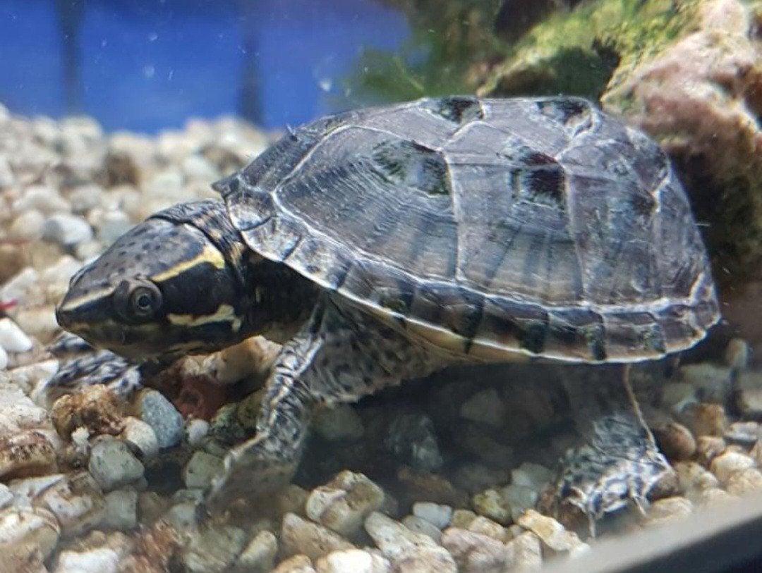 Gezocht, Dieren en Toebehoren, Schildpad, 0 tot 2 jaar