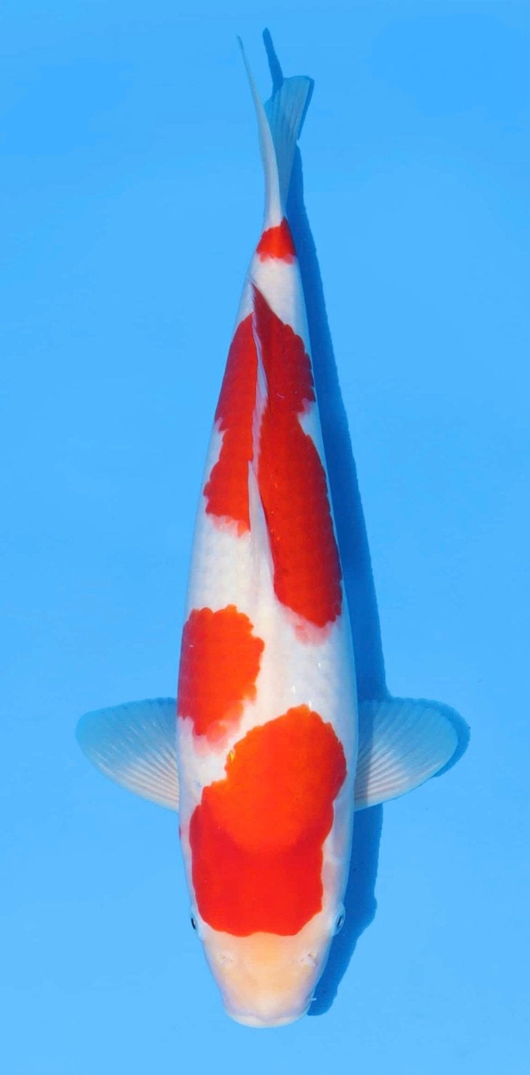 Gezocht: Tijdelijke opvang Kohaku 39cm (vanuit dealer), Dieren en Toebehoren, Vissen | Vijvervissen, Karper of Koi