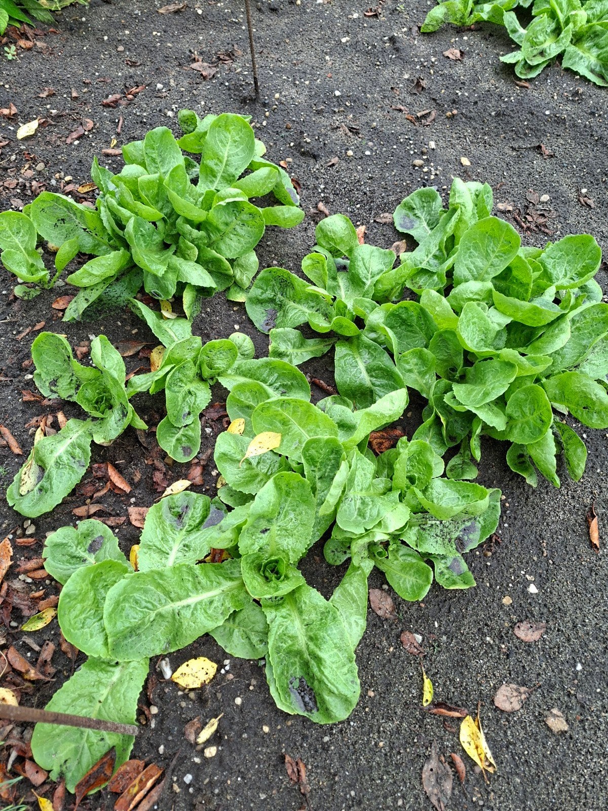 plantjes, Ophalen, Eenjarig, Groenteplanten, Volle zon