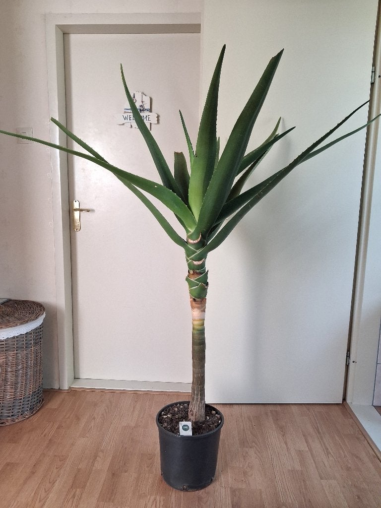 XL Aloe Bainesii / Aloidendron Barberae - Boomaloë H: 170 cm, Ophalen, Vetplant, 150 tot 200 cm, Volle zon