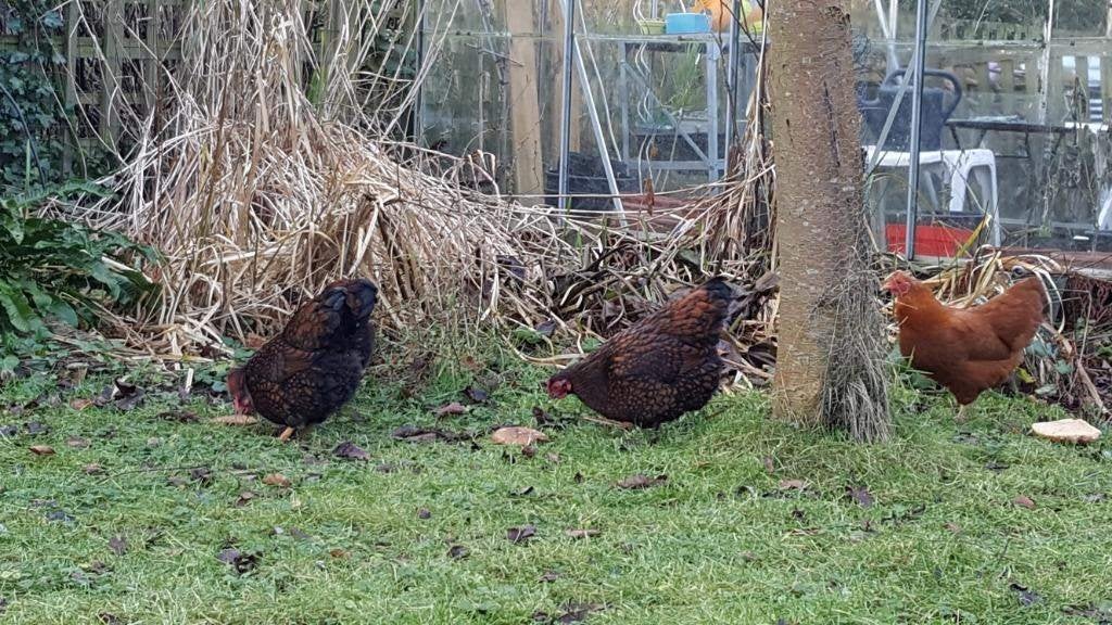 WYANDOTTE KRIELKIPPEN., Dieren en Toebehoren, Pluimvee, Vrouwelijk, Kip