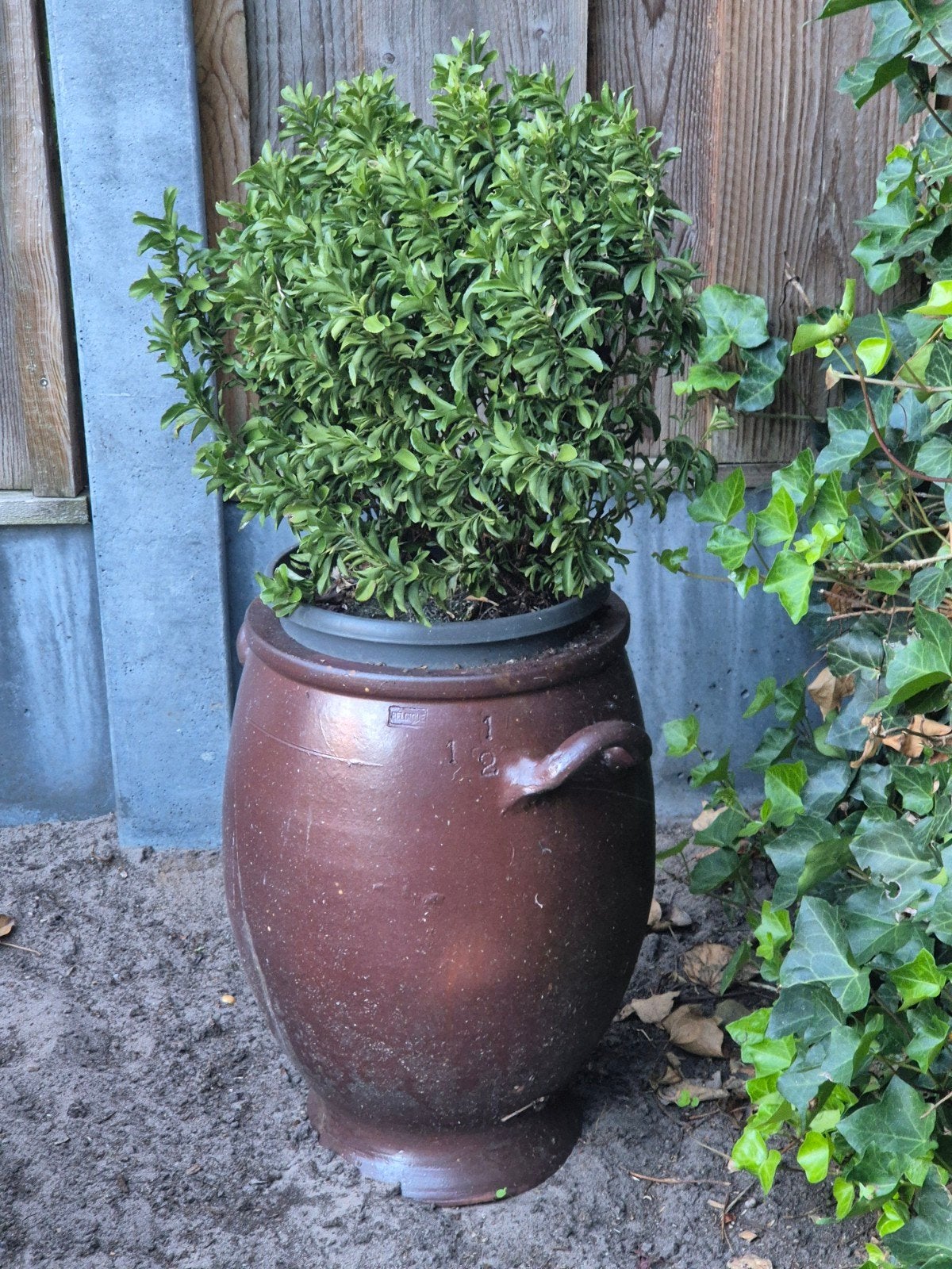 Antiek Zuurkoolvat - Bruin Aardewerk, 25 tot 40 cm, Gebruikt, Rond, Ophalen of Verzenden