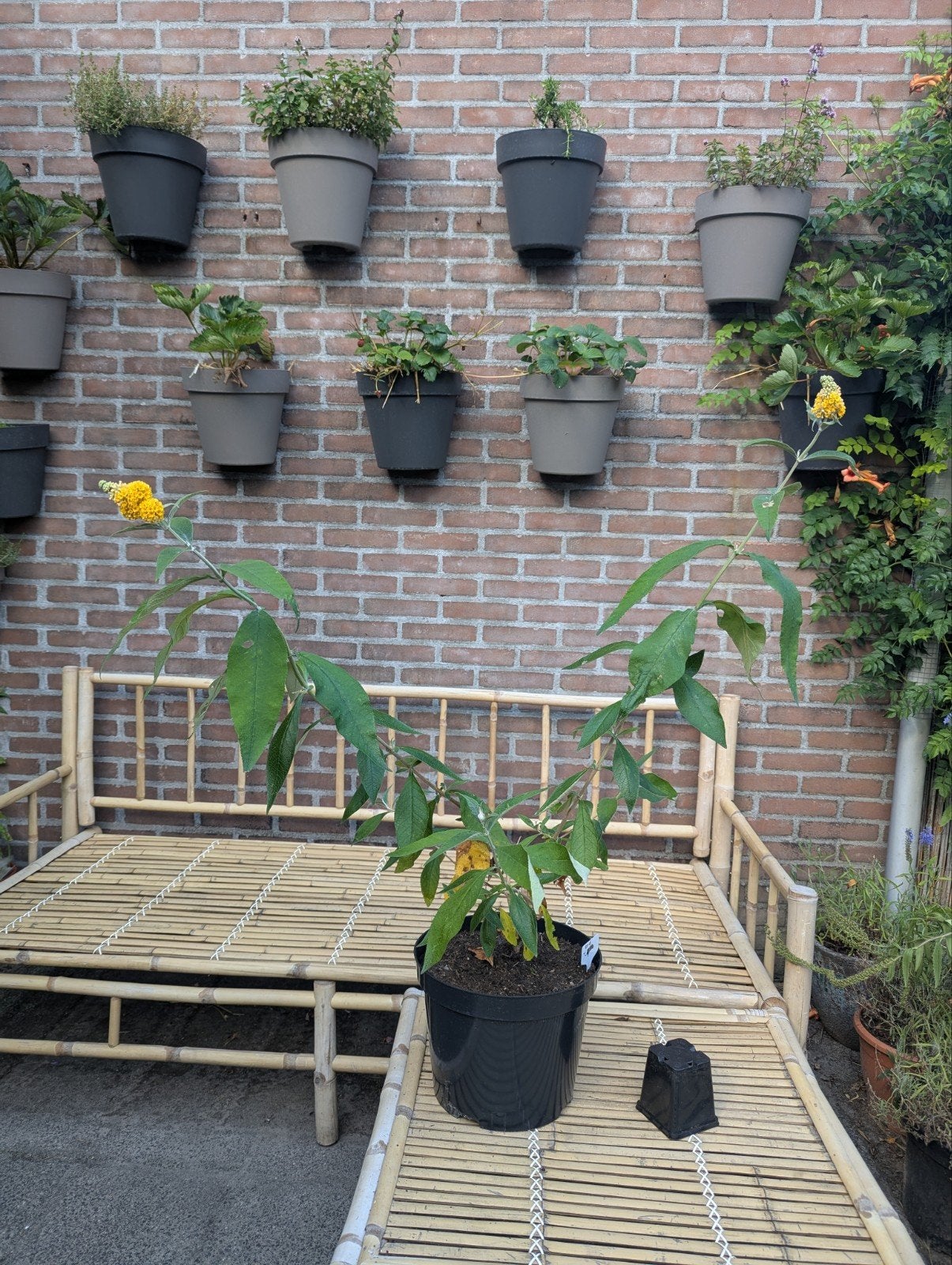 Vlinderstruik geel, Tuin en Terras, Ophalen, Vaste plant, Overige soorten, Volle zon