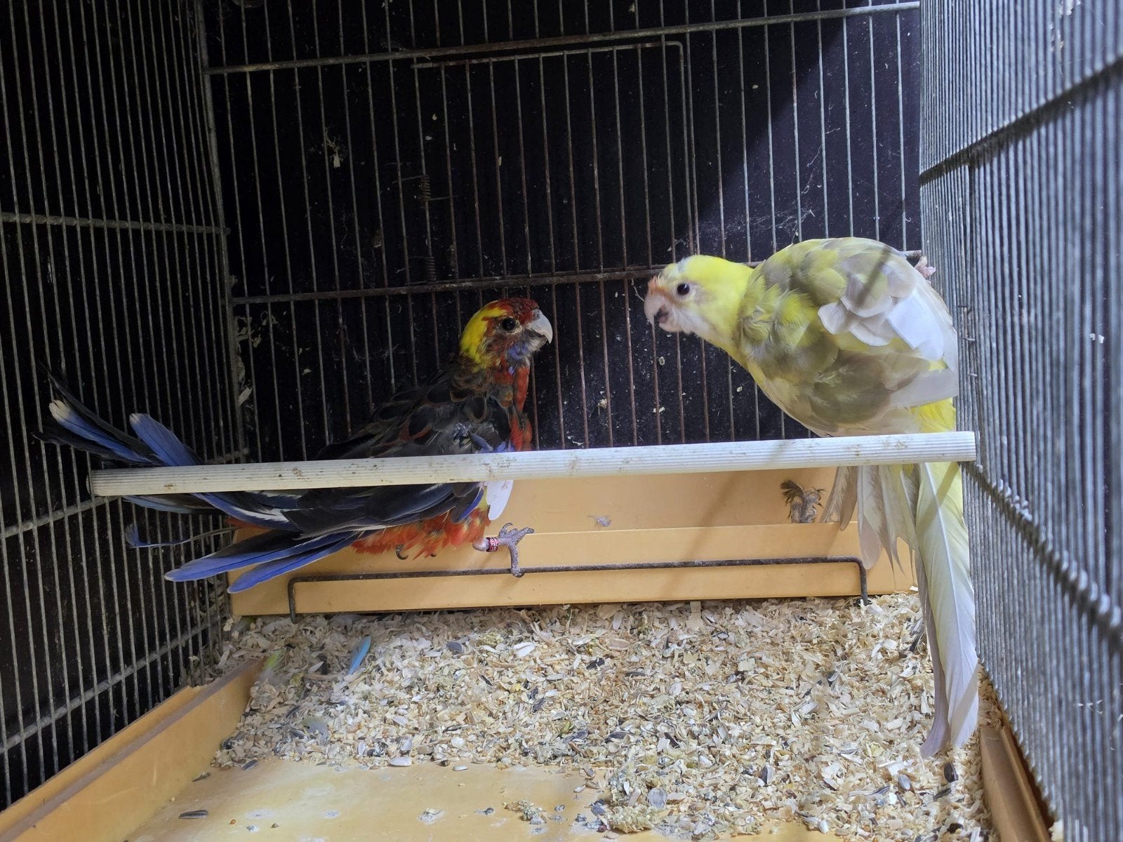 koppel penant rosella s, Meerdere dieren, Parkiet