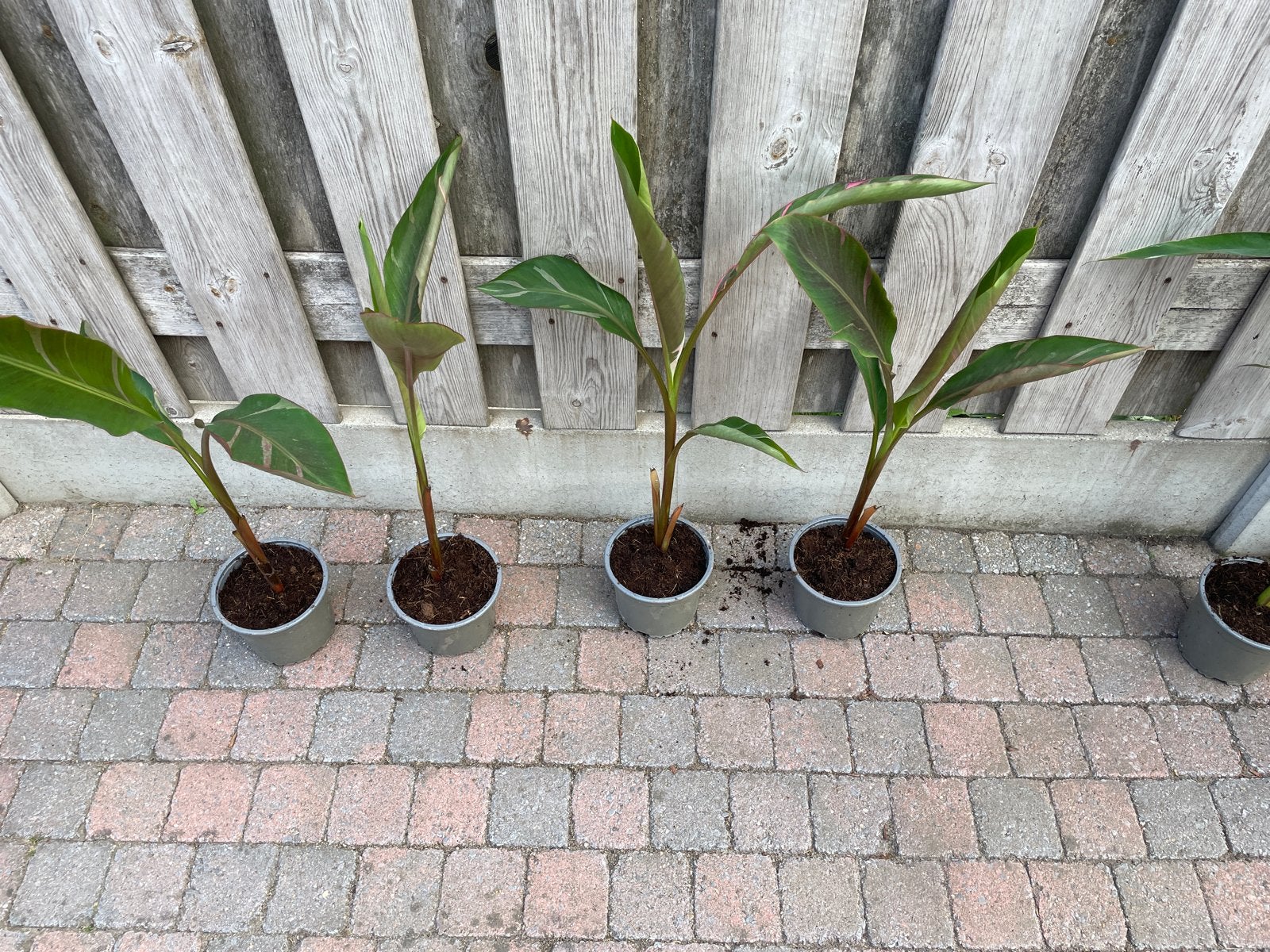 Musa Nono Pink - Roze gestreepte bananenplant, Ophalen of Verzenden