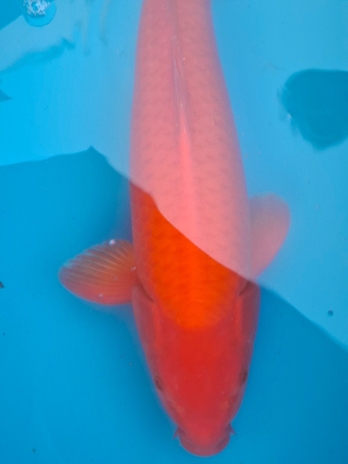 Te koop beni koi, Karper of Koi