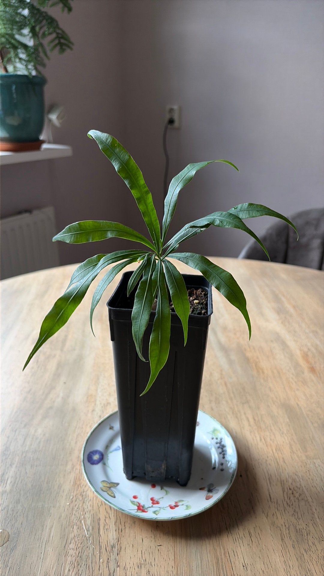 Cycas debaoensis 2, Overige soorten, Vaste plant, Ophalen of Verzenden, Bloeit niet
