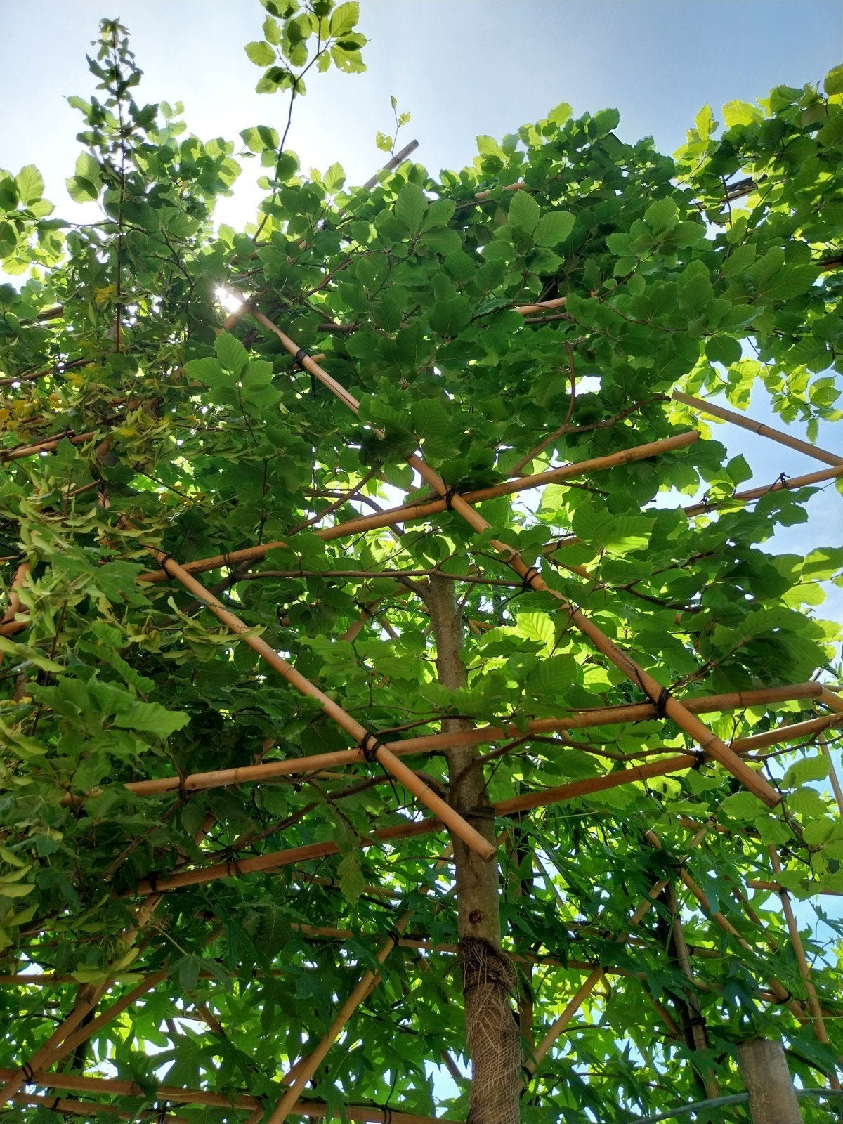 Leibeuk - Fagus Sylvatica Leivorm, Ophalen, Leiboom, Halfschaduw, Lente