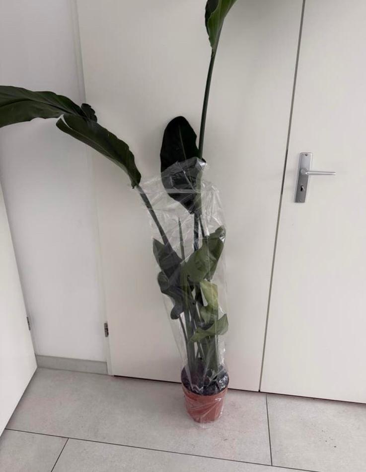 Strelitzia Nicolai - Paradijsvogelplant, Huis en Inrichting, Kamerplanten, Overige soorten, 150 tot 200 cm, Groene kamerplant