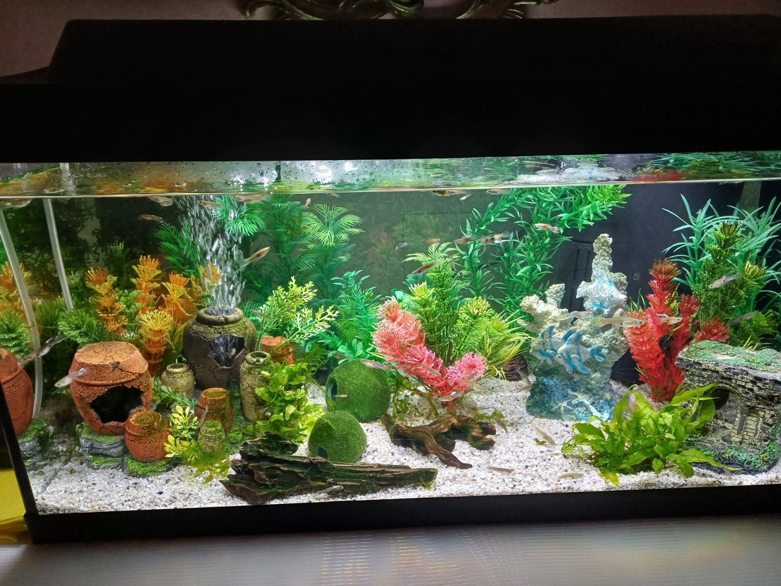 Mooie kleurrijke gezonde guppies!, Dieren en Toebehoren, Vissen | Aquariumvissen, Vis