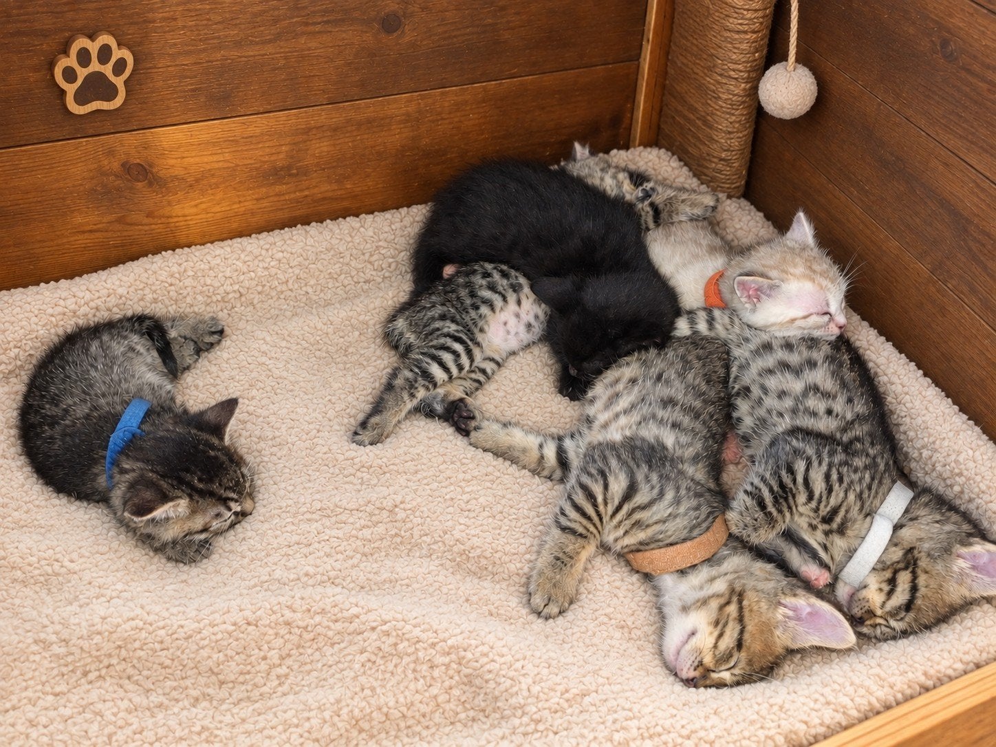 - 10 week - bengaal x savannah - mainecoon, Dieren en Toebehoren, Meerdere dieren, Ontwormd, 0 tot 2 jaar