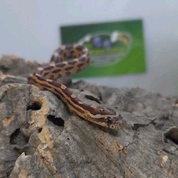 Rattenslang Rat Snake photo 2