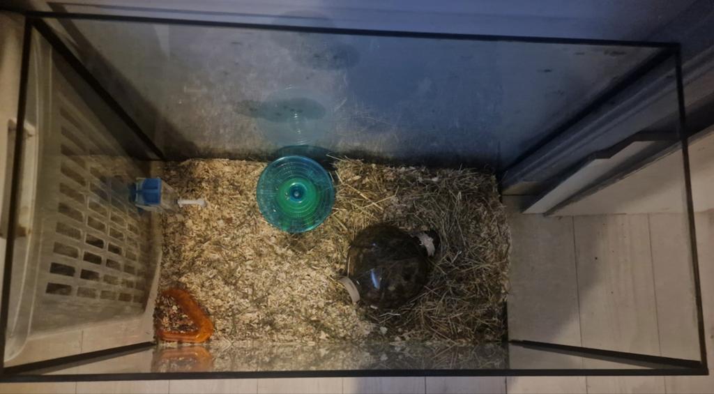Ruim Aquarium,glazen hamster bak+spullen e.v.t met hamster, Dieren en Toebehoren, Knaagdieren en Konijnen | Hokken en Kooien, Overige typen
