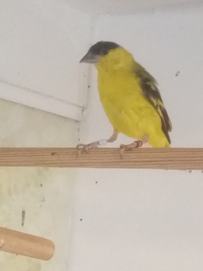 Yarrelsijs, Dieren en Toebehoren, Mannelijk, Geringd