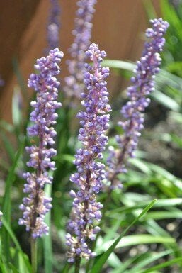 Liriope muscari 'Moneymaker' (Leliegras) – P9, Volle zon, Vaste plant, Zomer, Ophalen