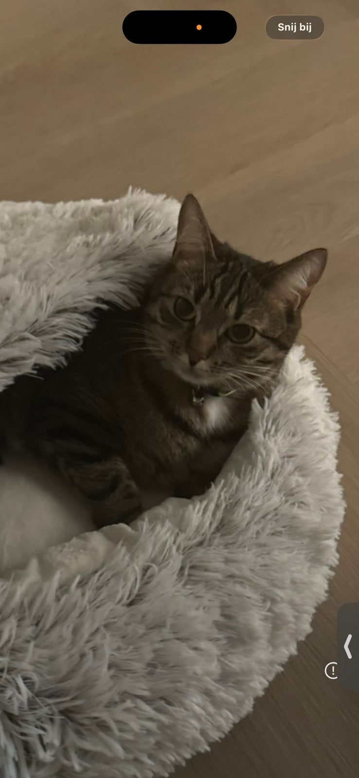 Europese korthaar, Poes