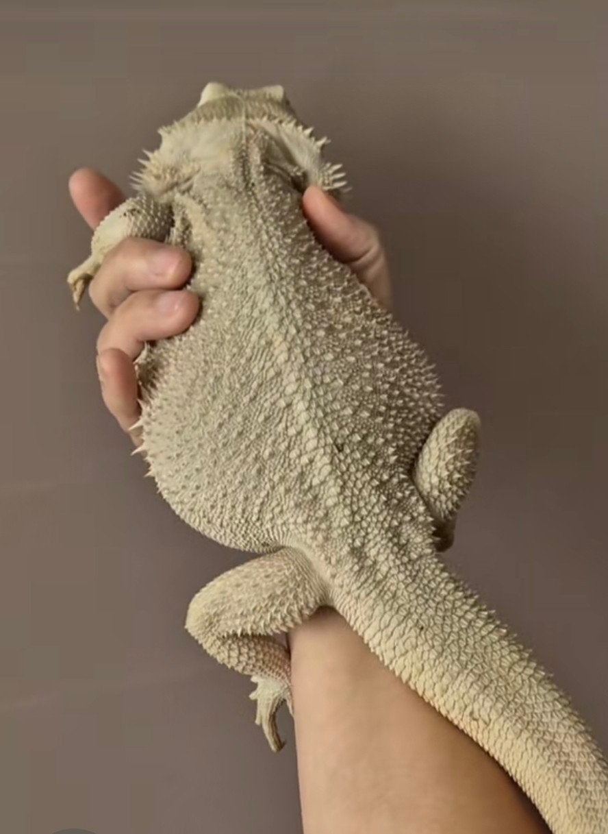 Zero baardagaam Bearded Dragon photo 3