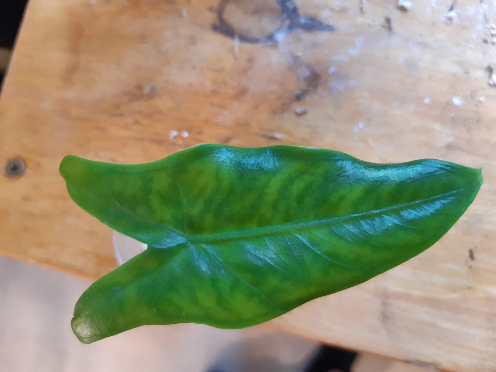 alocasia zebrina, Ophalen of Verzenden, Halfschaduw, Minder dan 100 cm