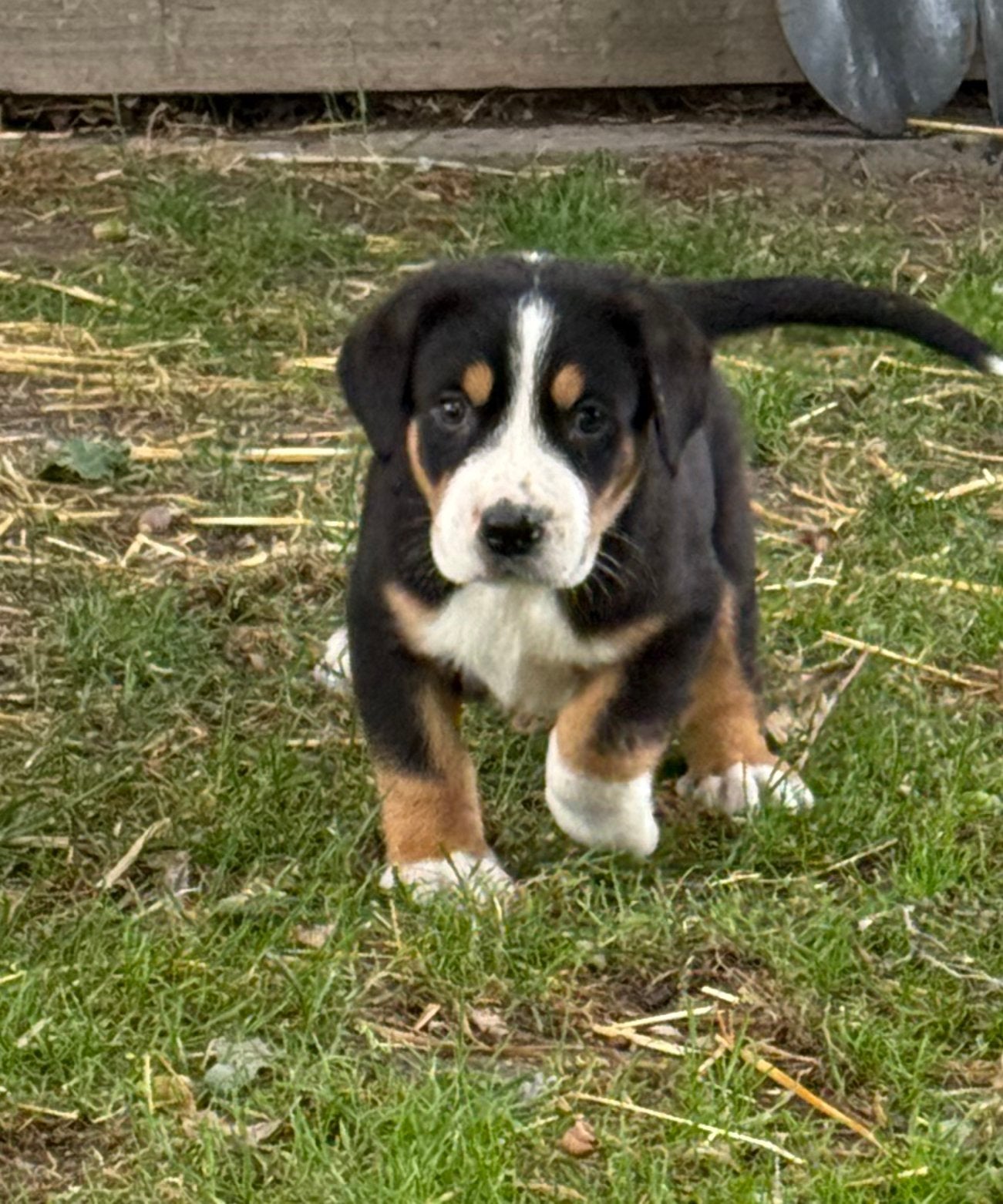 Prachtige Grote Zwitserse Sennenpup reutjes met stamboom, Parvo, Meerdere, Meerdere dieren, Nederland