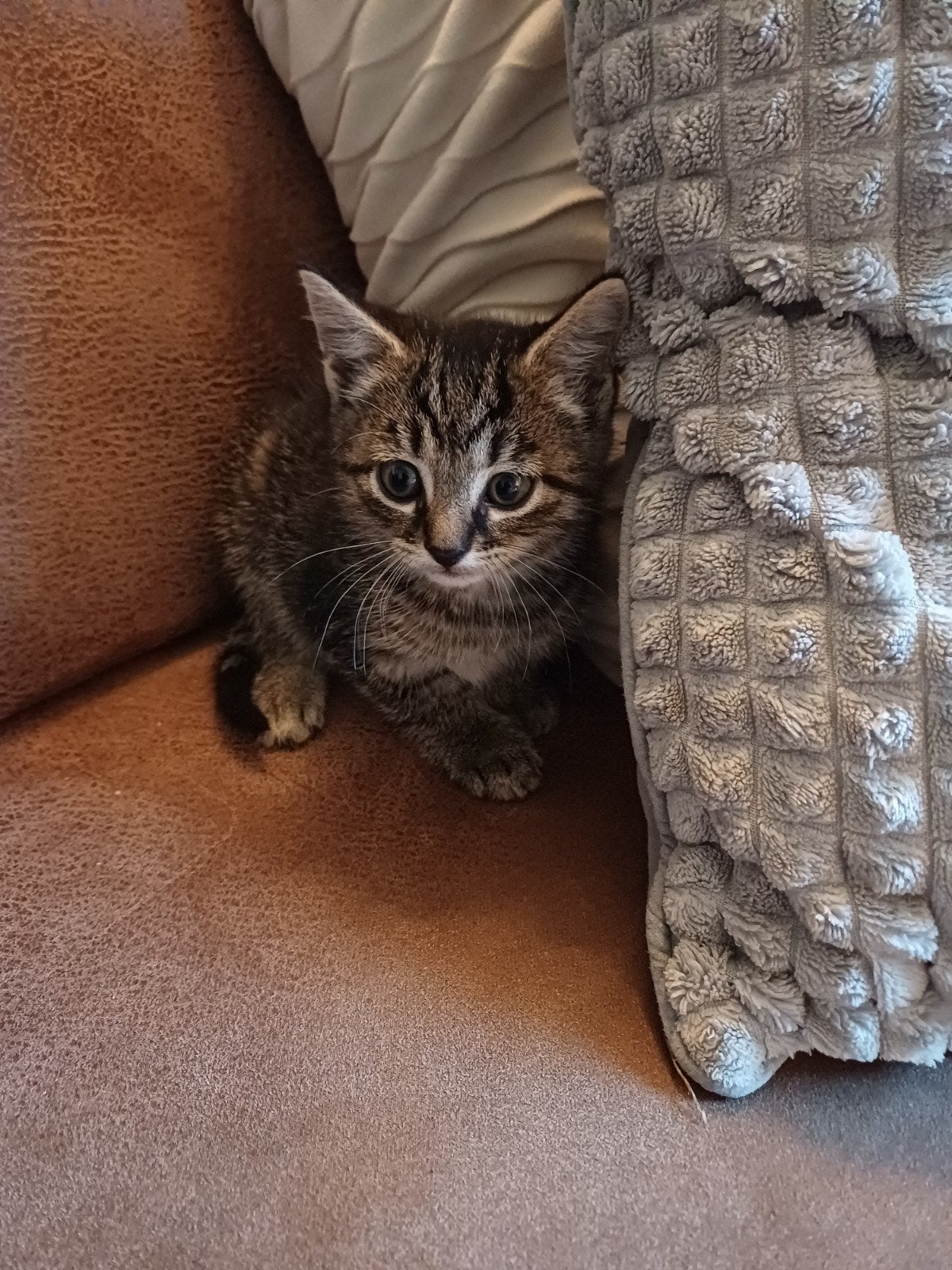 Kitten te koop, Dieren en Toebehoren, Poes