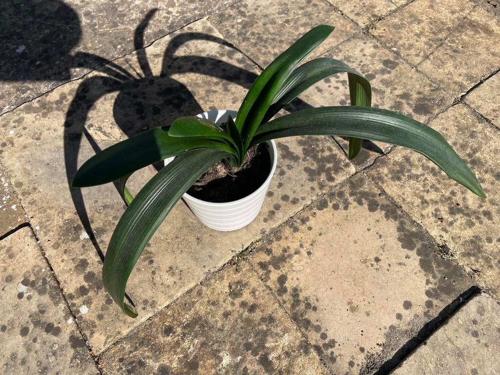 Clivia, Ophalen of Verzenden, Halfschaduw, Minder dan 100 cm