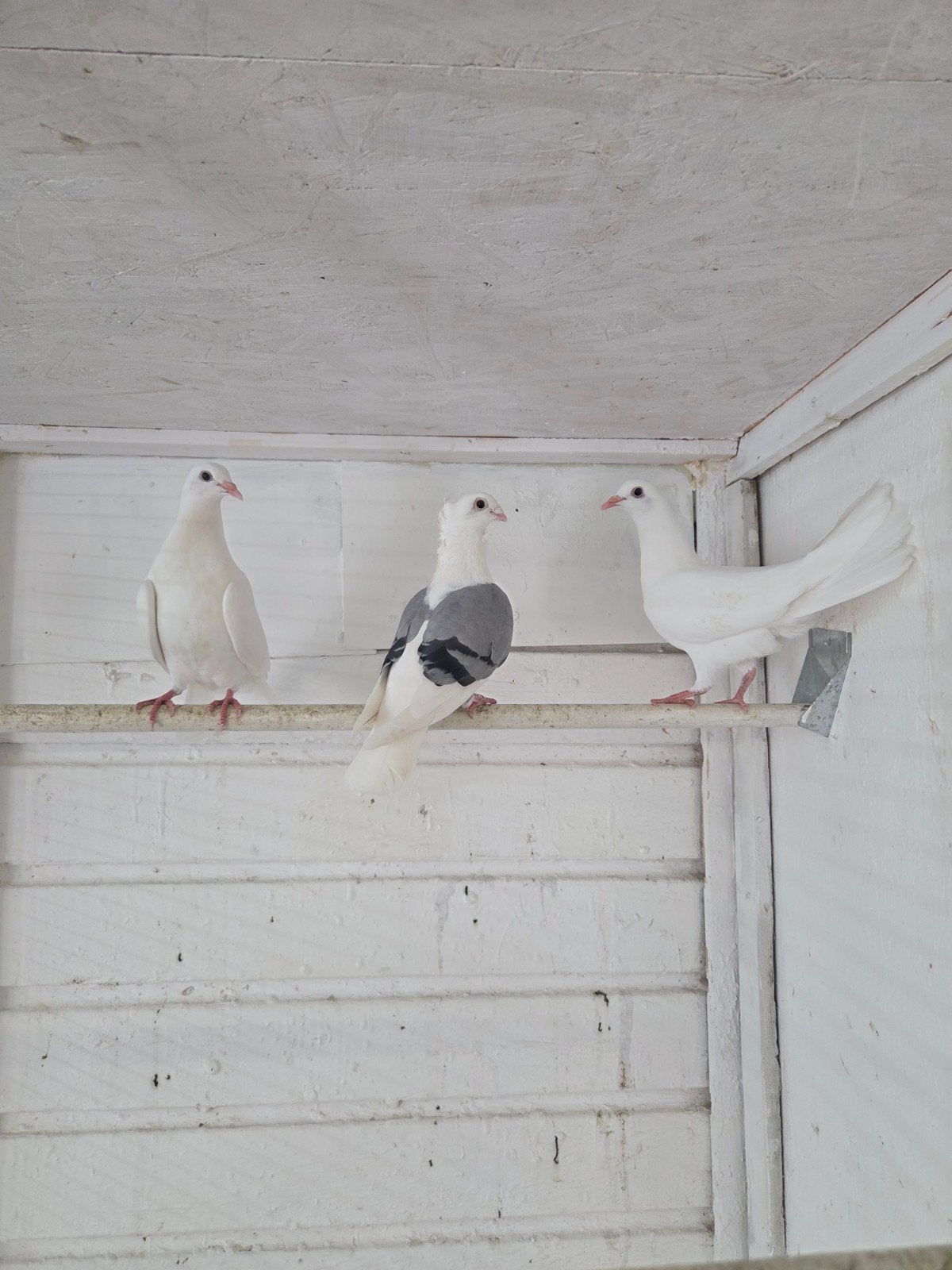 witte pauwstaartjes, Meerdere dieren, Overige soorten