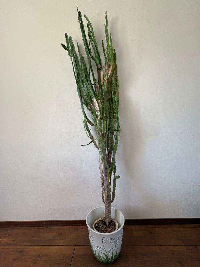 Cactus uit 1958!, Tuin en Terras, Planten | Tuinplanten, Vaste plant, Bloeit niet, Volledige schaduw, Ophalen