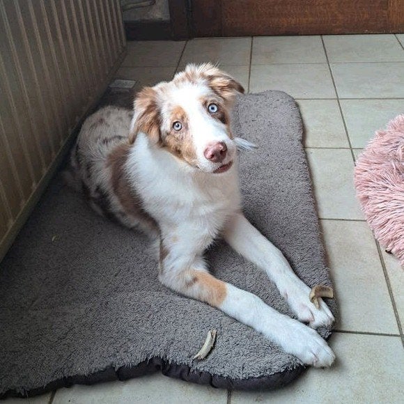 lieve red merle border collie reutjes 4mnd op boerderij, België, 15 weken tot 1 jaar, Reu, Collie