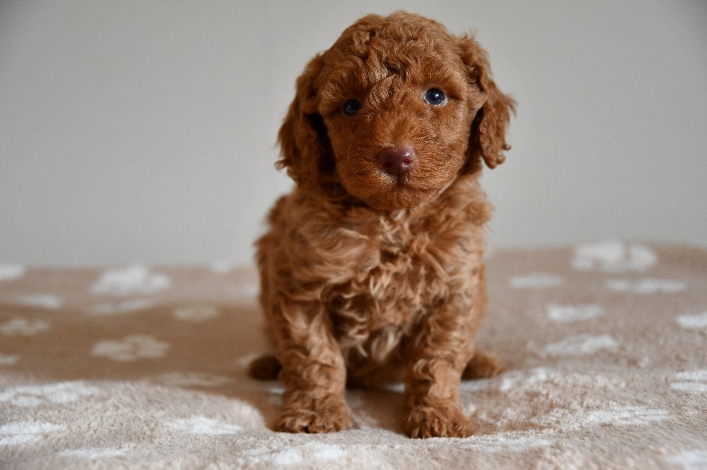 Schattige Rode Dwerg poedel pups uit geteste ouders, Poedel, Nederland, CDV (hondenziekte), 8 tot 15 weken
