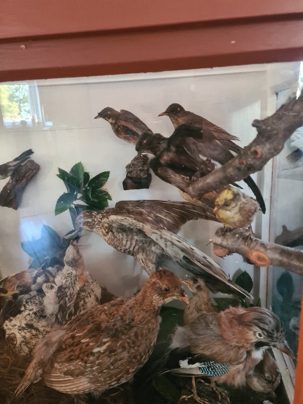 Unieke Taxidermie Vitrine met Diverse Dieren, Ophalen of Verzenden