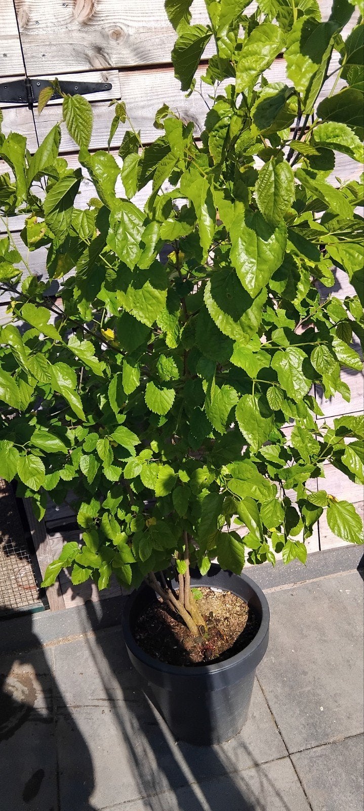 Struik, Tuin en Terras, Planten | Struiken en Hagen, Ophalen of Verzenden, Overige soorten, Struik, 100 tot 250 cm